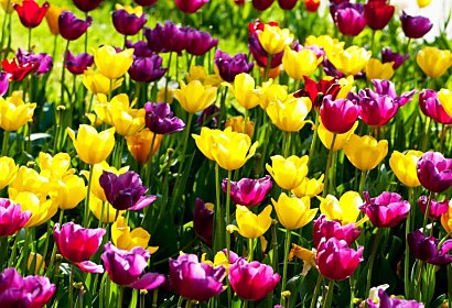 Fototapeta Záhrada s tulipánmi 3150