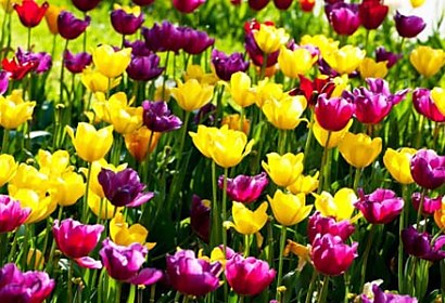 Fototapeta Záhrada s tulipánmi 3150