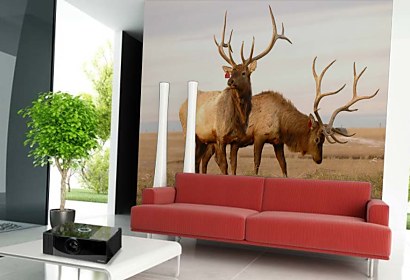 Fototapeta Animals 3157