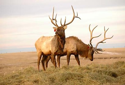 Fototapeta Animals 3157