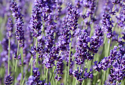 Fototapeta do kuchyne - Lavender flower 18564