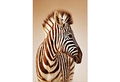 Fototapeta Profil Zebry 6737