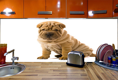 Fototapeta na zástenu - Sharpay 3182
