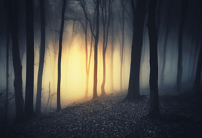 fototapeta Svitanie, les, forest, stromy, trees