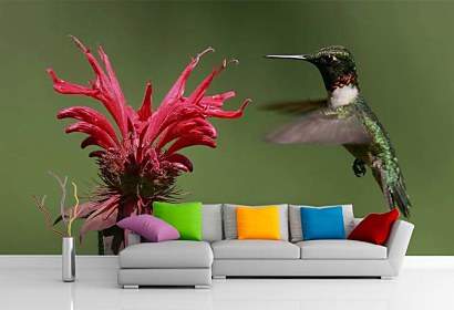 Fototapeta Kolibrík a kvet 5841