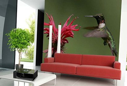Fototapeta Kolibrík a kvet 5841