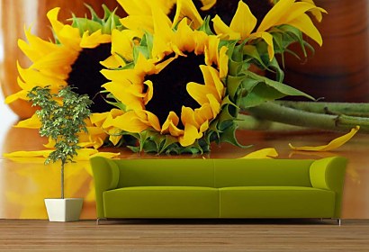 Fototapeta Sunflowers 5421