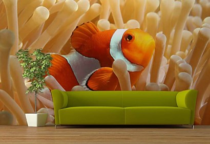 Fototapeta Nemo Rybka 4386