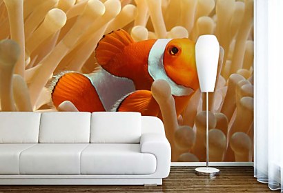 Fototapeta Nemo Rybka 4386