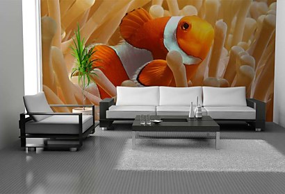 Fototapeta Nemo Rybka 4386