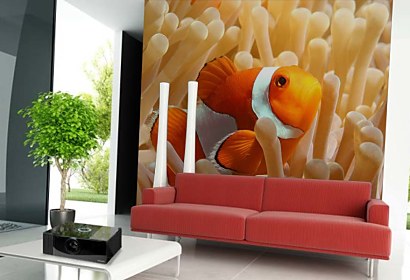 Fototapeta Nemo Rybka 4386