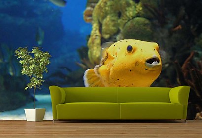 Fototapeta Golden Fish 4352