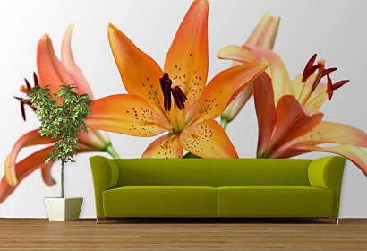 Kvety Fototapeta - Lily 6224