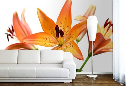 Kvety Fototapeta - Lily 6224