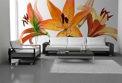 Kvety Fototapeta - Lily 6224