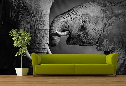 Fototapeta Elephants 4027