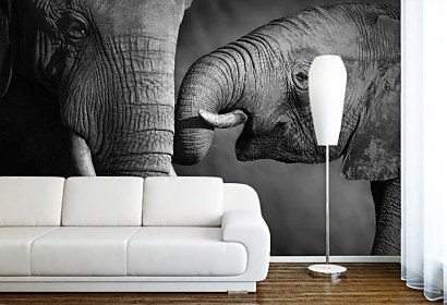 Fototapeta Elephants 4027