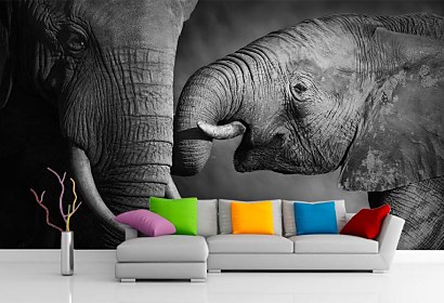 Fototapeta Elephants 4027
