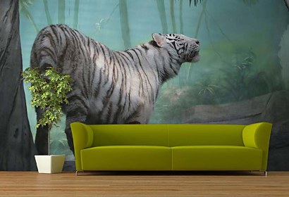 Fototapeta Biely Tiger 5377