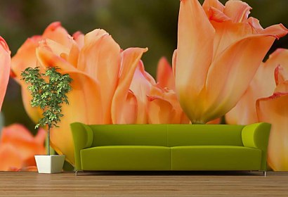 Fototapeta - Oranžové Tulipány 5418