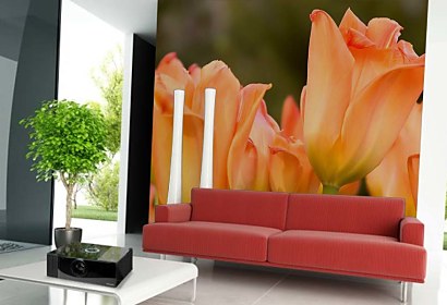 Fototapeta - Oranžové Tulipány 5418