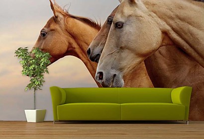 Fototapeta Wild horses 24437