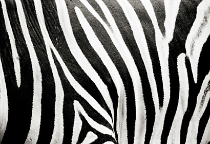 Fototapeta na zástenu - Bielo čierna zebra 123