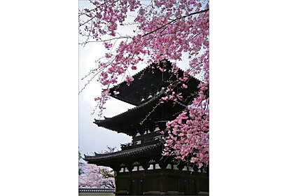 Fototapeta Japonská Višňa 6043