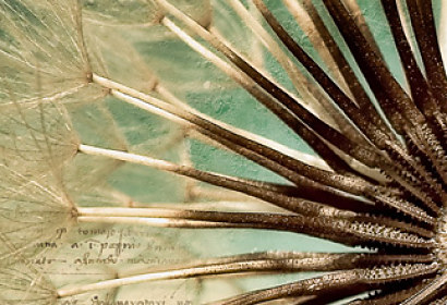 Fototapeta zástena - Dandelion 0019
