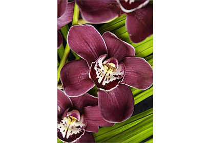 Fototapeta Orchidea 6057