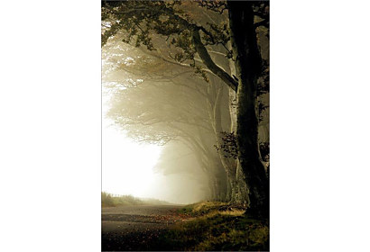 Fototapeta - Tmavý les 6539