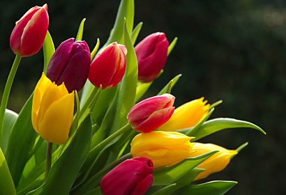 Fototapeta zástena - Kvety Tulipány 3131