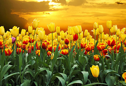 Fototapeta zástena - Žlté tulipány 98