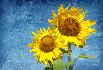 Fototapeta zástena - Sunflower 6937