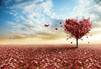 Fototapeta zástena - Heart tree 4084