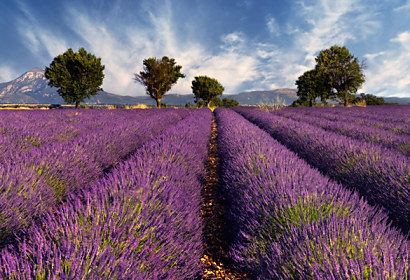 Fototapeta zástena - Provence 3210