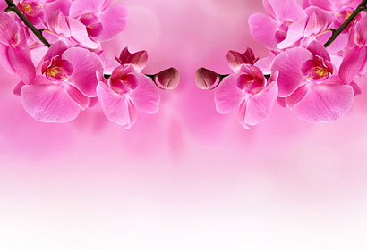 Kuchynská fototapeta - Girlanda orchidea 267