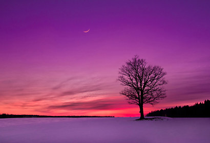 Fototapeta zástena - Violet 3247