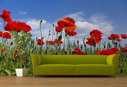 Fototapeta Poppy Meadow 6368