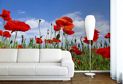 Fototapeta Poppy Meadow 6368