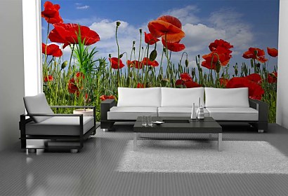 Fototapeta Poppy Meadow 6368