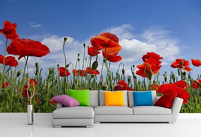 Fototapeta Poppy Meadow 6368