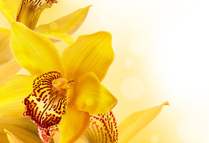 Fototapeta zástena - Exotic orchid 4682