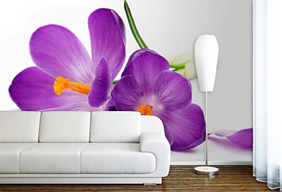 Fototapeta Šafrán - Crocus 24105