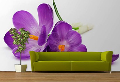 Fototapeta Šafrán - Crocus 24105