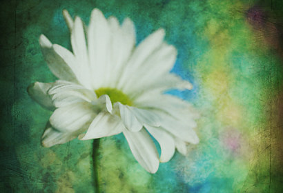 Fototapeta zástena - Retro flower 6184