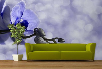 Fototapety Orchidey - Modrá 6375