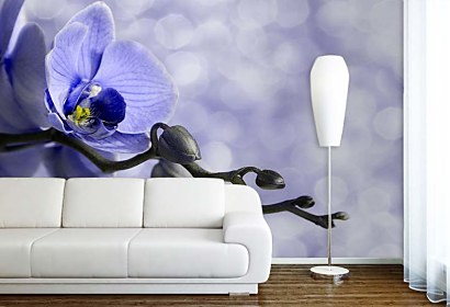 Fototapety Orchidey - Modrá 6375