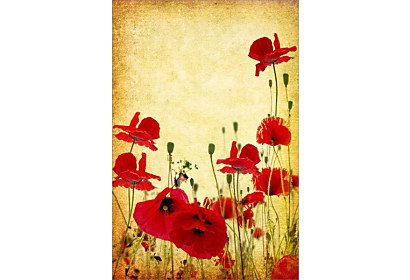 Fototapeta - Maky Vintage 6617