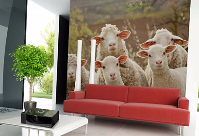 Tapeta Ovce 29200